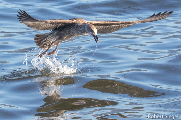 gull with fish